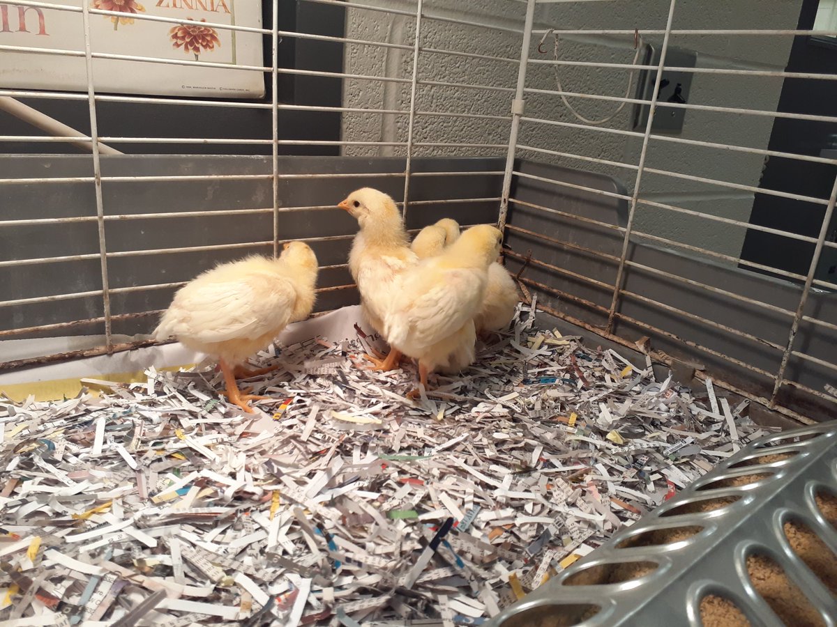 Kaitlin Liszka tweet media