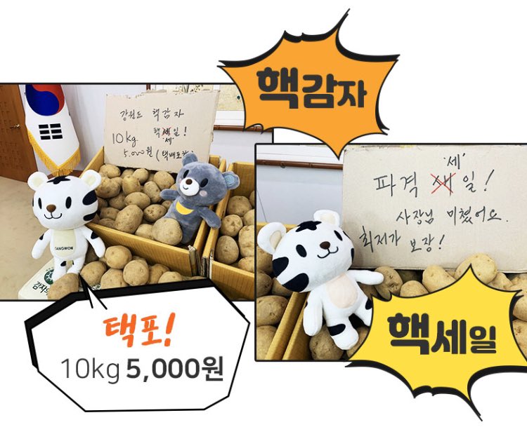 pureumC__'s tweet photo. 저만... 포켓팅을 못하나요..? 
동시접속 100만건...!이 들어와.. 다시 서버가 터졌습니다.. 
여러분 강원감자는 정말 많이 남아있으니 진정하시고 조금 천천히 접속 부탁드립니다!
최대한 빨리 복구중에 있습니다!
정말 죄송하고 감자합니다😭
https://t.co/HopRGioVia 
#강원감자 #문순c #감자해요 https://t.co/N6ZNaAxES4