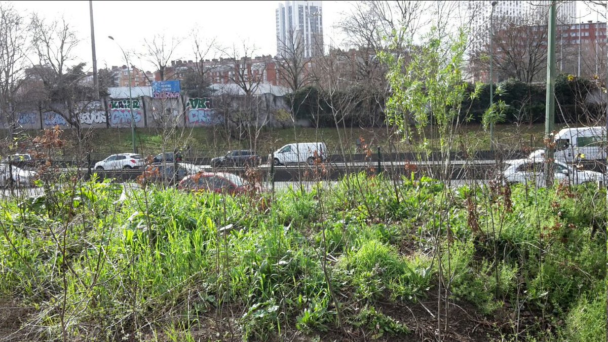 ForetPrimitive's tweet photo. Pour "20 000 arbres", @Paris a innové en inventant le "planté serré".  Ici les "arbres" sont 3 par m² : c'est aussi serré que nous, humains, dans une rame bondée de la 13. https://t.co/7gX4wJow2I