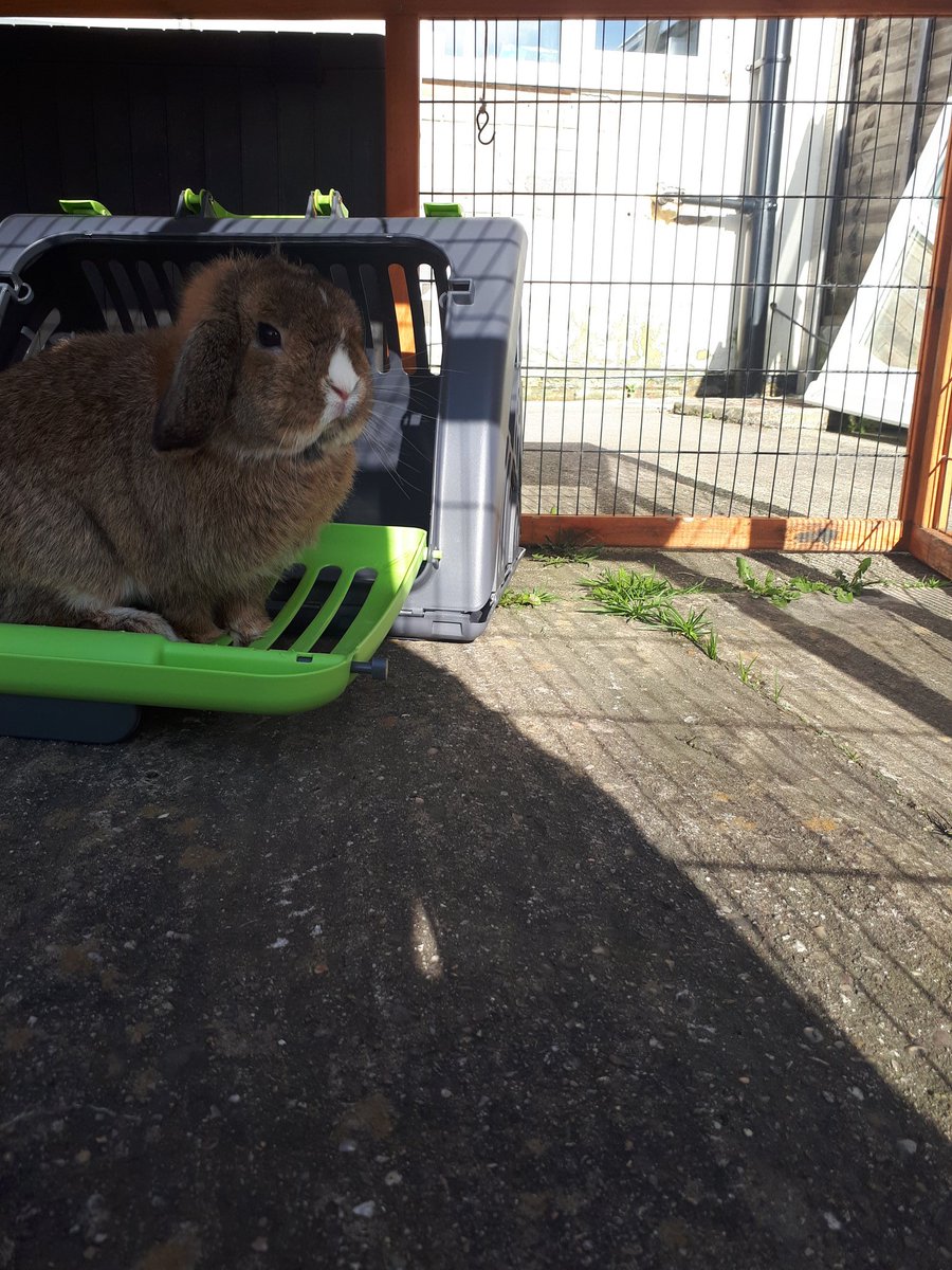 iggy_base's tweet photo. My baby bois have honestly been my life safers. Theyre so loving and kind. I love giving them the best life I possibly can https://t.co/516VEMRcUd