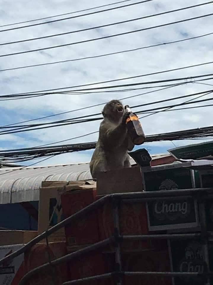 หมีไข่ 🐻 tweet media