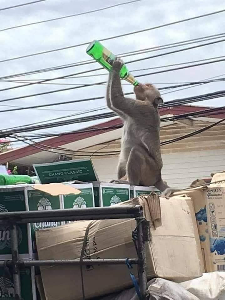 หมีไข่ 🐻 tweet media