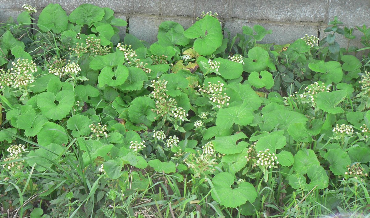 こころんグリーン フキノトウがたくさん出ています 随分大きくなって 芽となって伸びています これだけ群れて咲いているのも 珍しいと思います フキノトウ フキ 春 春の花 山野草 野草 園芸 ガーデニング 熊本市南区 熊本市 T Co