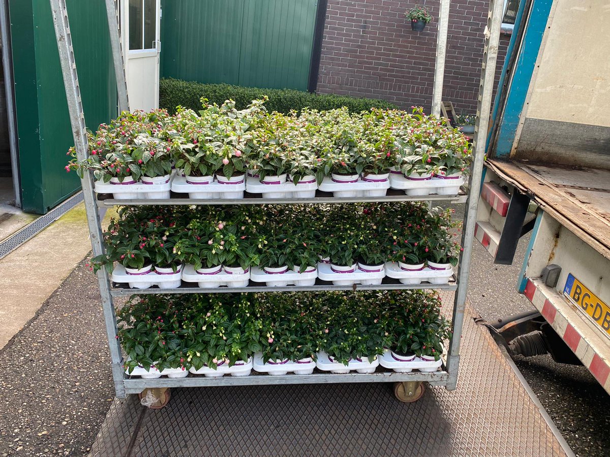Eerste trays Bella Fuchsia verkocht voor dit jaar. 
Bestellen, rapen, leveren. #Schakelen