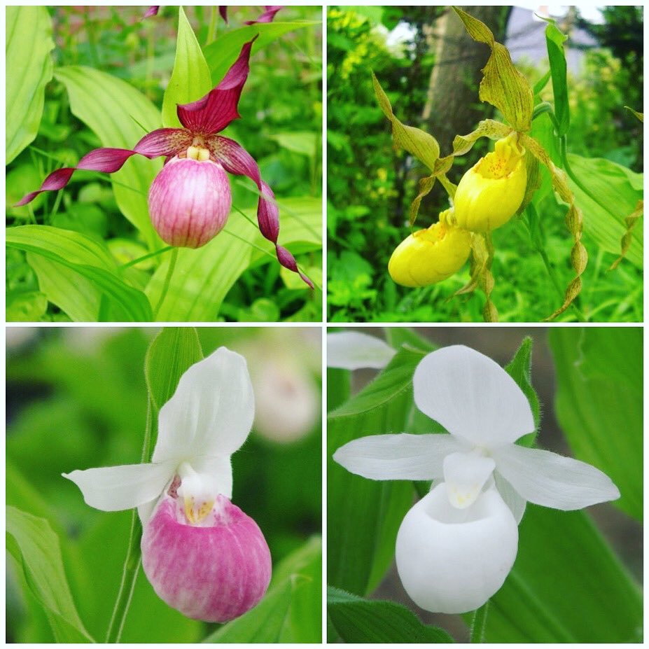 ”Cypripedium” ne vous parle peut-être pas 🤔 mais si je dis ”Sabot de Vénus” ? 😉

Voici les variétés 🌺 que vous pourrez acquérir lors de notre Orchid Day 😊

#Cypripedium #SabotDeVenus #Orchid #Orchidée #OrchidéesDeJardin #OrchidAddict #OrchidDay #Event #14Mars #Virton