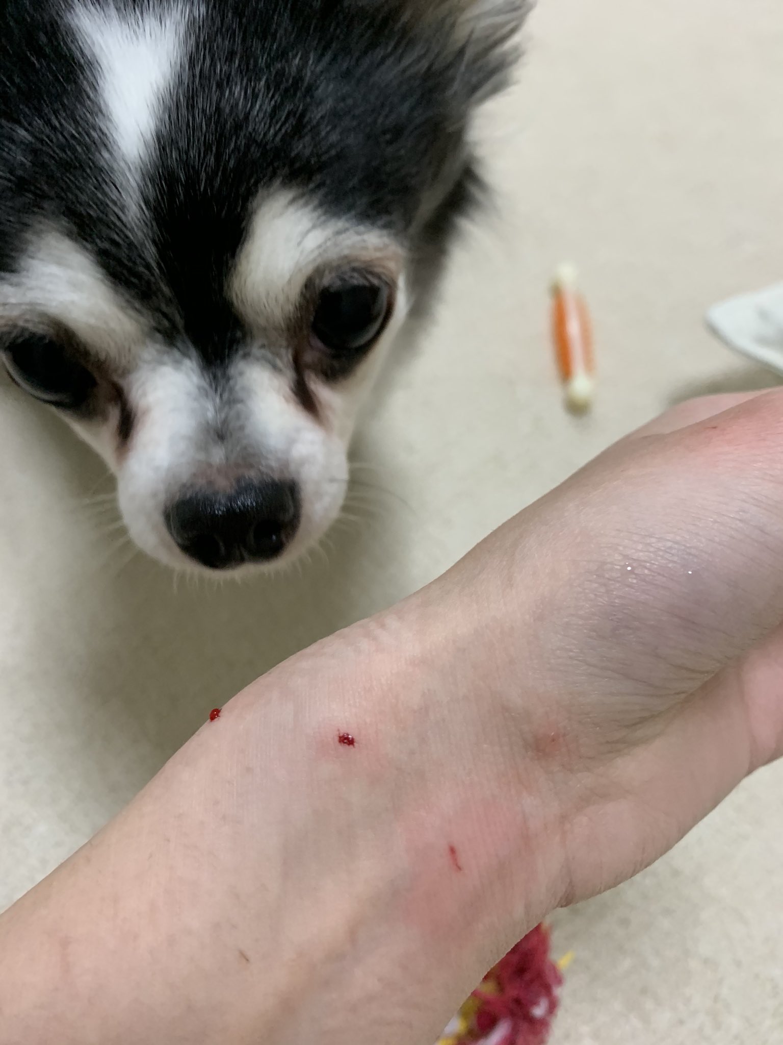 あいぬ على تويتر おしっこの上で寝てビチャビチャになってしまった猫さん抱き上げたらあばれてカラー外れガブリ 愛犬 チワワ 老犬 元捨て犬 右からチワワ ゲンタシン 塗り込むよ ねこ ビビリ 困っちゃう 退院してった お大事にね T Co T0tgusyzmj あいぬ على تويتر おしっこの上で寝てビチャビチャになってしまった猫さん抱き上げたらあばれてカラー外れガブリ 愛犬 チワワ 老犬 元捨て犬 右からチワワ ゲンタシン 塗り込むよ ねこ ビビリ 困っちゃう 退院してった お大事にね T Co T0tgusyzmj