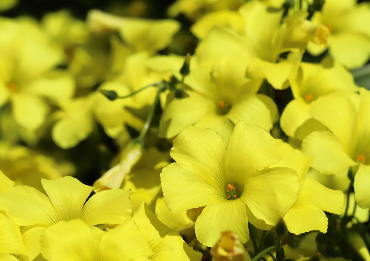 片柳弘史 Pa Twitter 教会の庭のあちこちで カタバミが花を咲かせています ハレルヤの祈りが唱えられる復活 節の頃に咲くことから フランスやスペインでは ハレルヤ という名で呼ばれているとのこと 花言葉は 喜び だそうです O