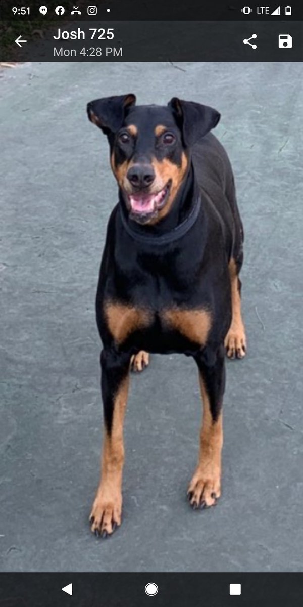 hashman28's tweet photo. #doberman the cure to the #CoronavirusPandemic https://t.co/64J0gx5ysG