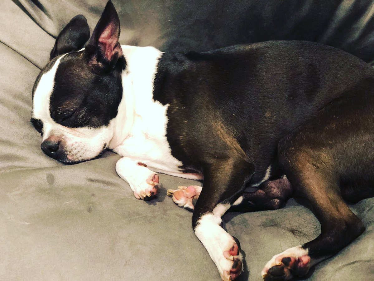 Is your Boston Terrier exhausted from a long day of naps? 😴 #sleepydogs