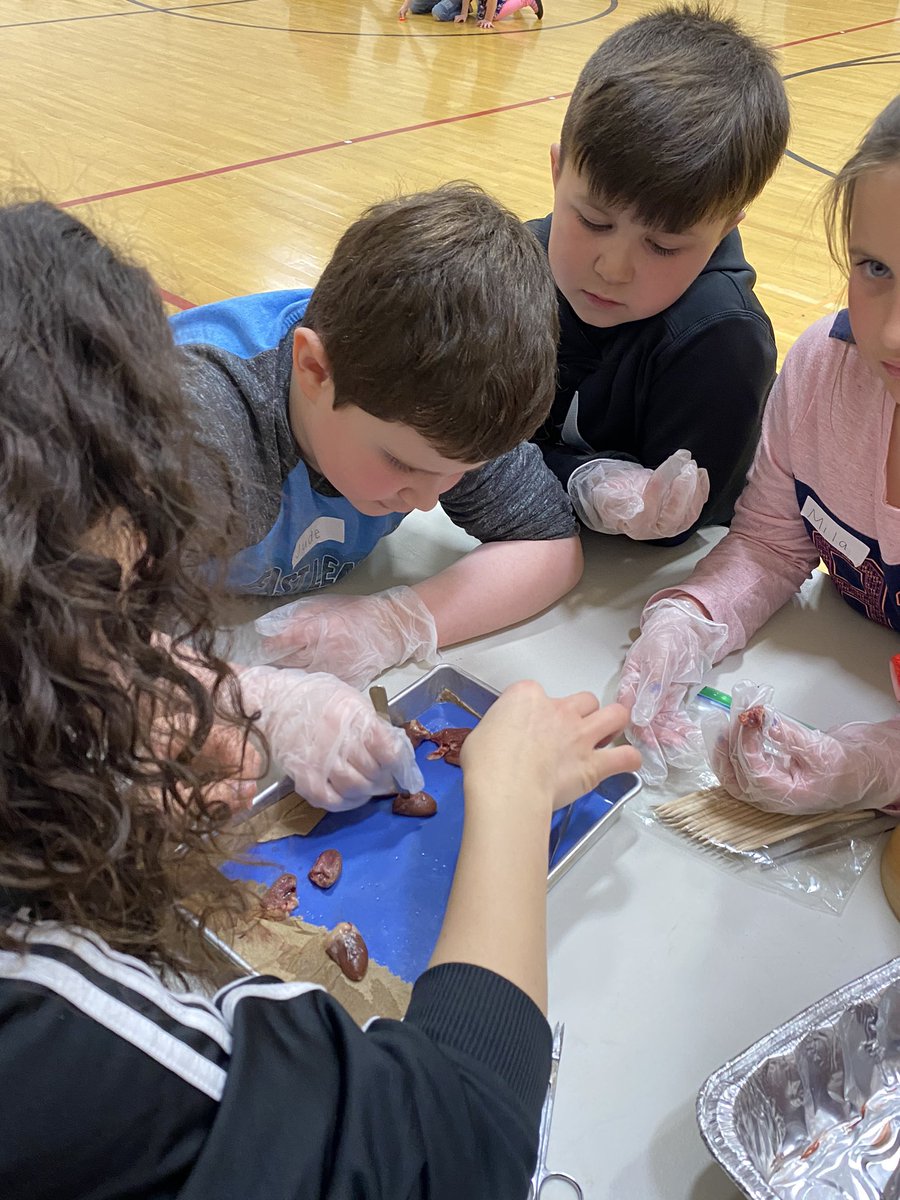 stacey_rector's tweet photo. Kids Science Day March 2020!!! Exploring the HEART. Thanks to Mrs. Imhoff for the chicken hearts.#mepoclassroom https://t.co/HU78UjU0qb