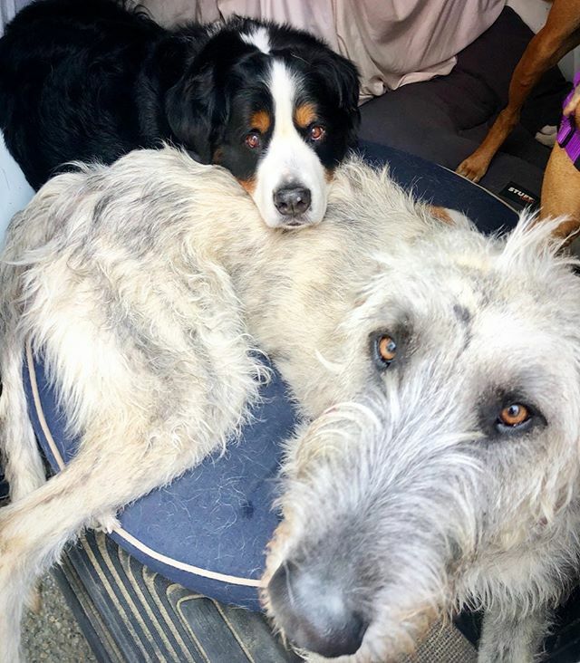 Mackey thinks Bossy makes a great #stomachsleeper #pillow . . #cuddles #softasacloud #dogsofsanfrancisco #bernesemountaindog #irishwolfhound #thisishowweroll #naptime ift.tt/3aR2sSr