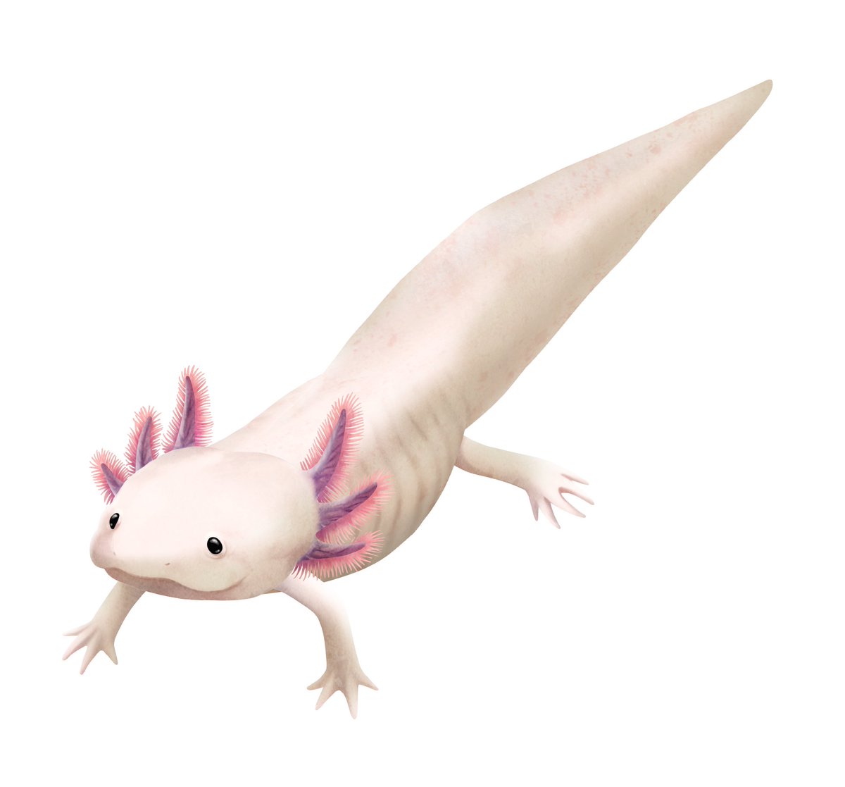 池の水ぜんぶ抜く大作戦 The Game على تويتر 水中生物紹介 今回は メキシコサラマンダー です 日本では ウーパールーパー の名前で親しまれています 本来は黒い体表をしており ピンクがかった白い個体はアルビノという突然変異です 原産地のメキシコでは