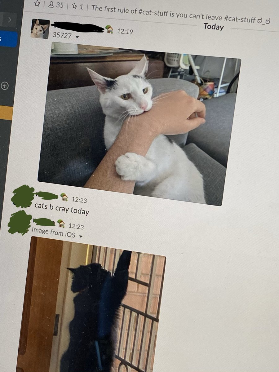 My WFH colleagues are seeing an increase in cat aggression. It seems they can’t handle not having the place to themselves and the cats are lashing out.
#WFH #COVIDー19 #WorkFromHome