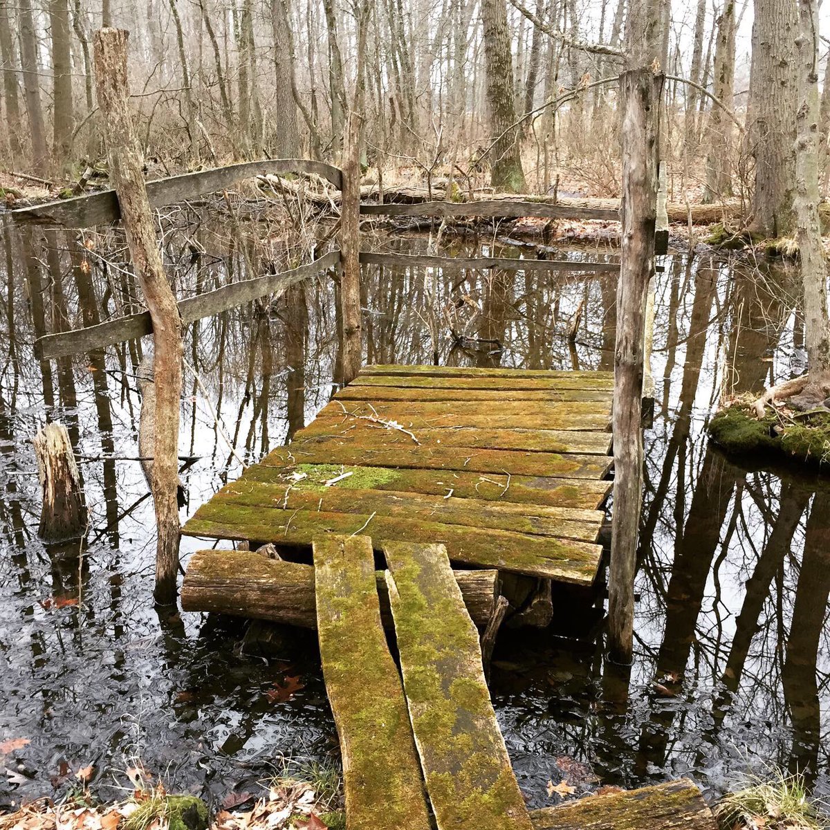 doctorjonesie's tweet image. Frog hunting in #Indiana is underway. #springpeepers and #westernchorusfrogs are starting to wake up and make it to the ponds. Only a matter of time now. #somuchmoss  #herping