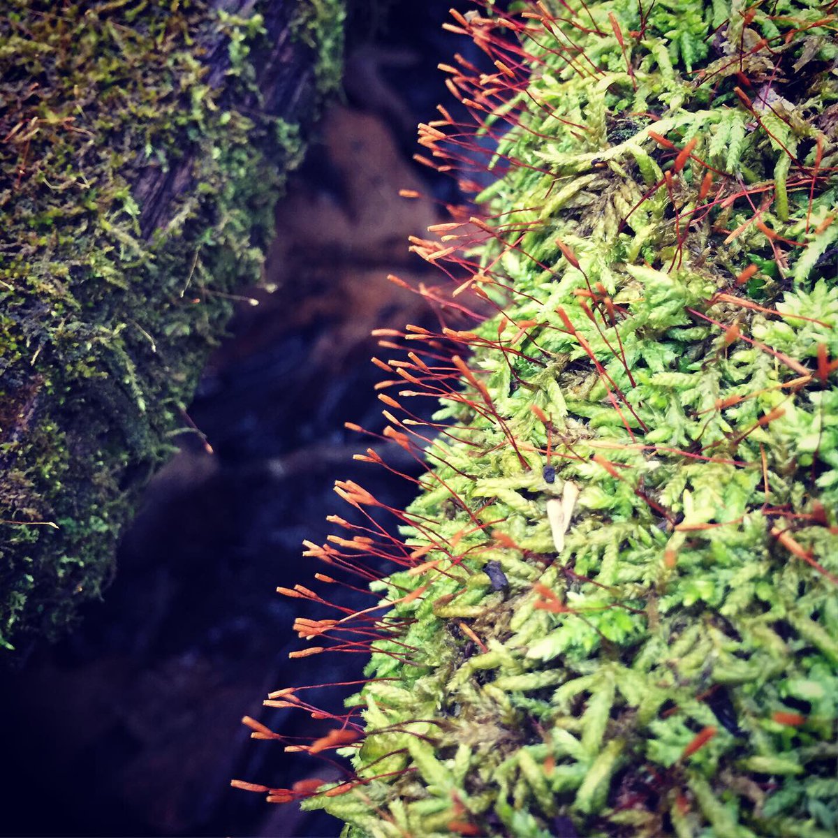 doctorjonesie's tweet image. Frog hunting in #Indiana is underway. #springpeepers and #westernchorusfrogs are starting to wake up and make it to the ponds. Only a matter of time now. #somuchmoss  #herping