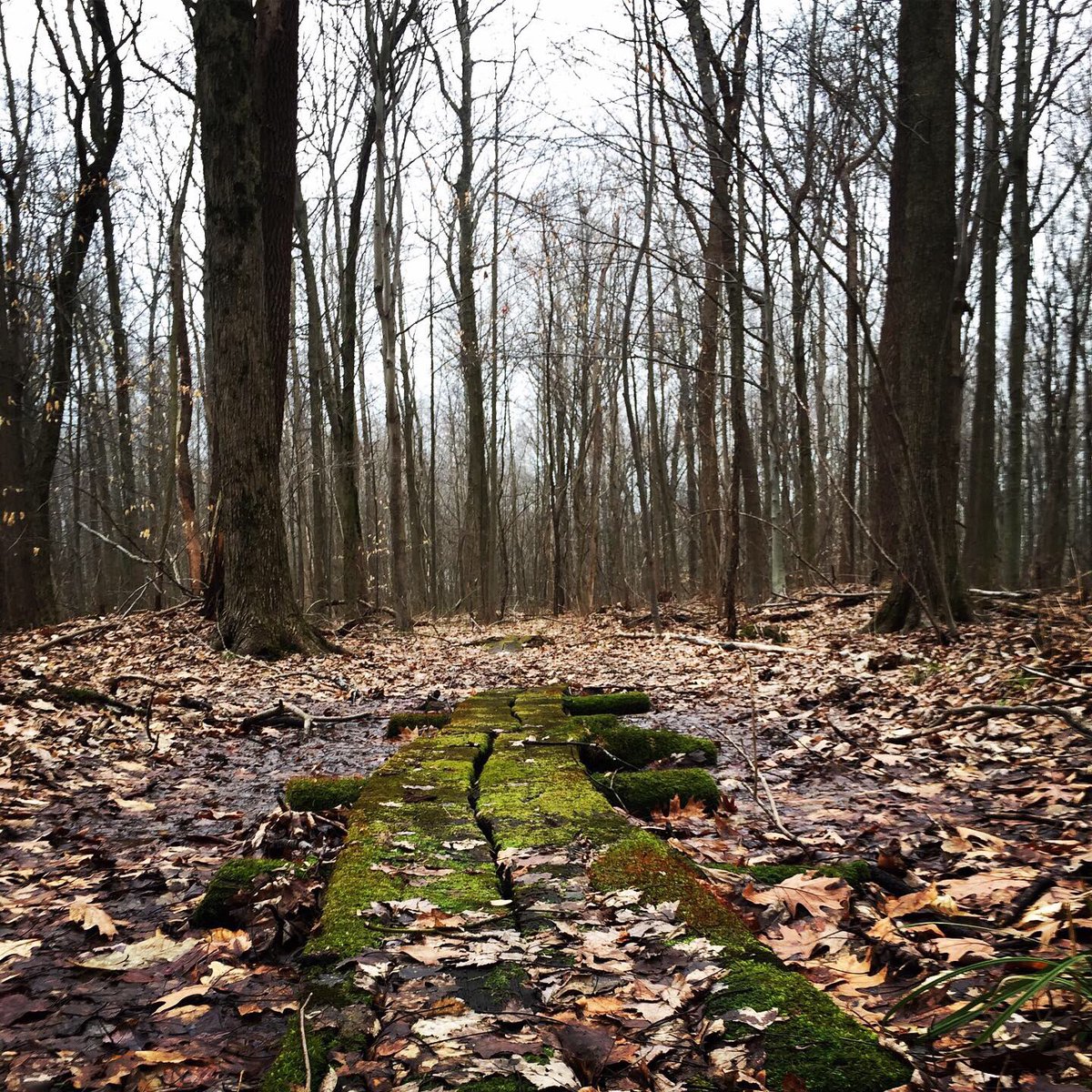 doctorjonesie's tweet image. Frog hunting in #Indiana is underway. #springpeepers and #westernchorusfrogs are starting to wake up and make it to the ponds. Only a matter of time now. #somuchmoss  #herping