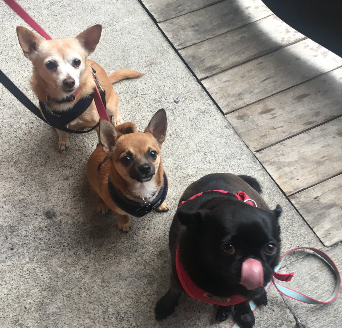 billyburgurl's tweet photo. @darth three little pups patiently wait... https://t.co/WtNmJ8ddeo