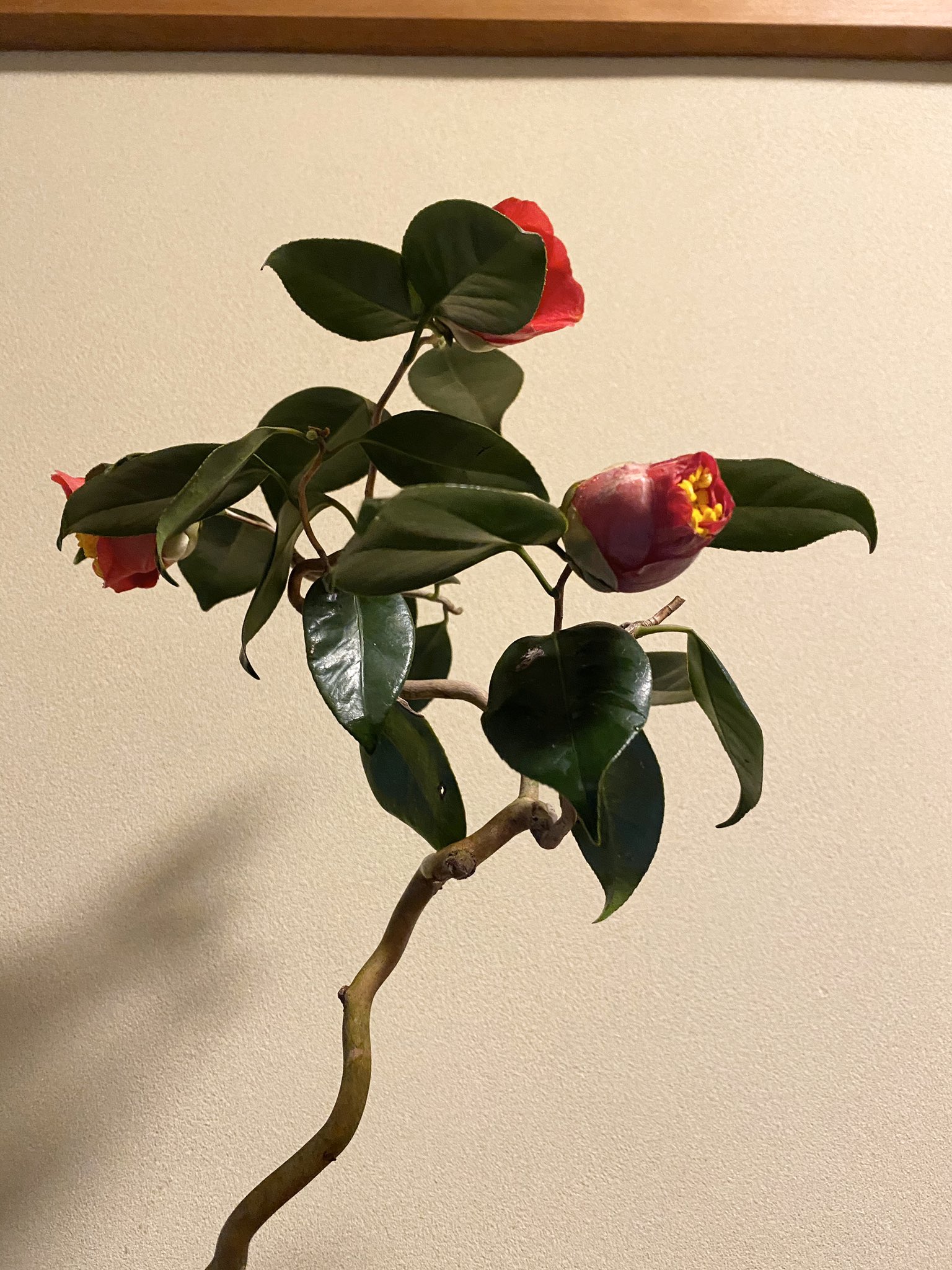 Masa 盆栽 雲竜椿 紀州雲竜 が見頃 殆ど針金掛けしていないが自然にいい感じの曲が付く