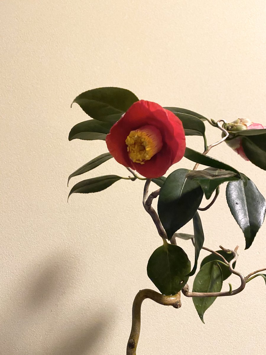 Masa 盆栽 雲竜椿 紀州雲竜 が見頃 殆ど針金掛けしていないが自然にいい感じの曲が付く