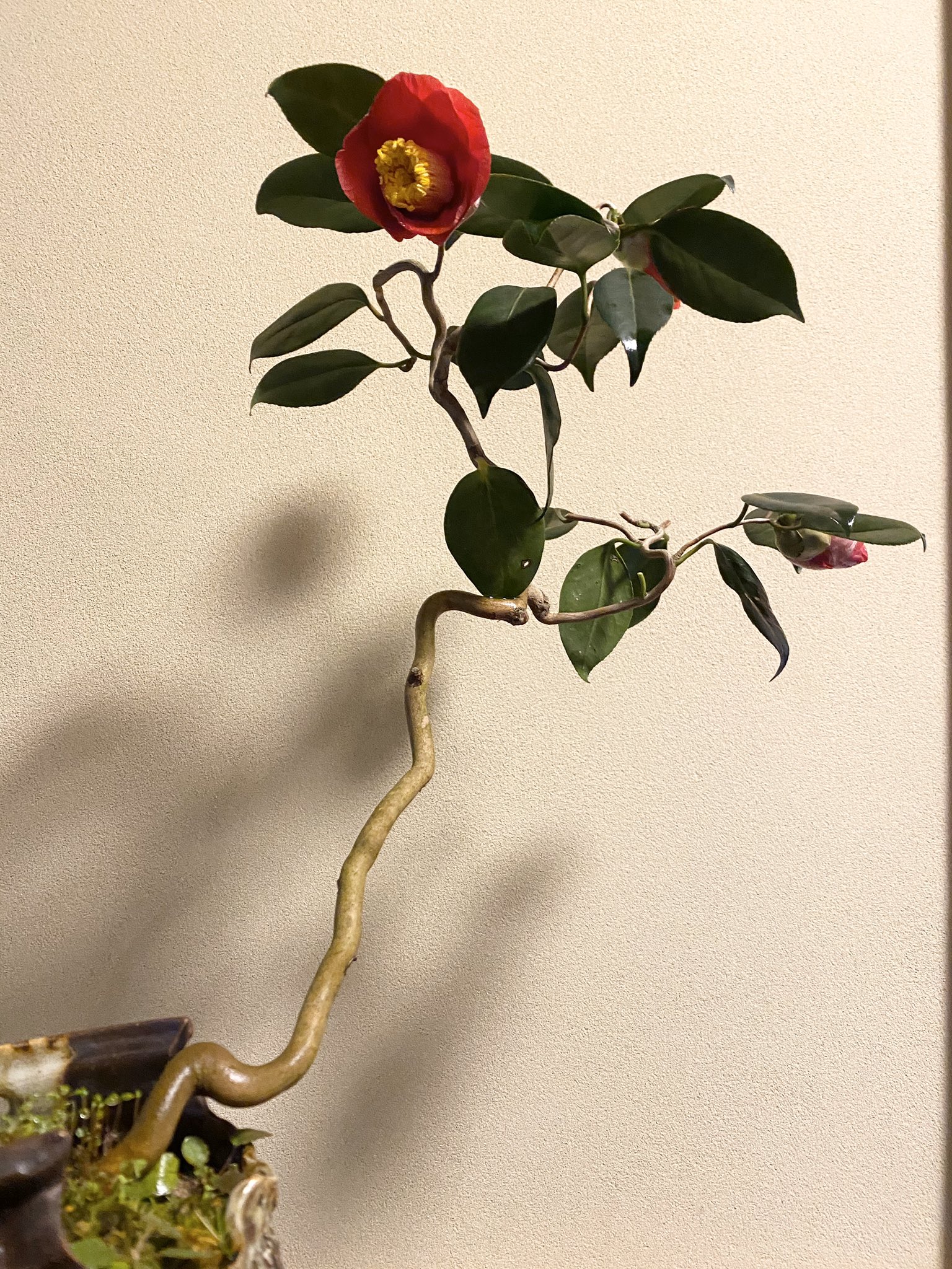 Masa 盆栽 雲竜椿 紀州雲竜 が見頃 殆ど針金掛けしていないが自然にいい感じの曲が付く