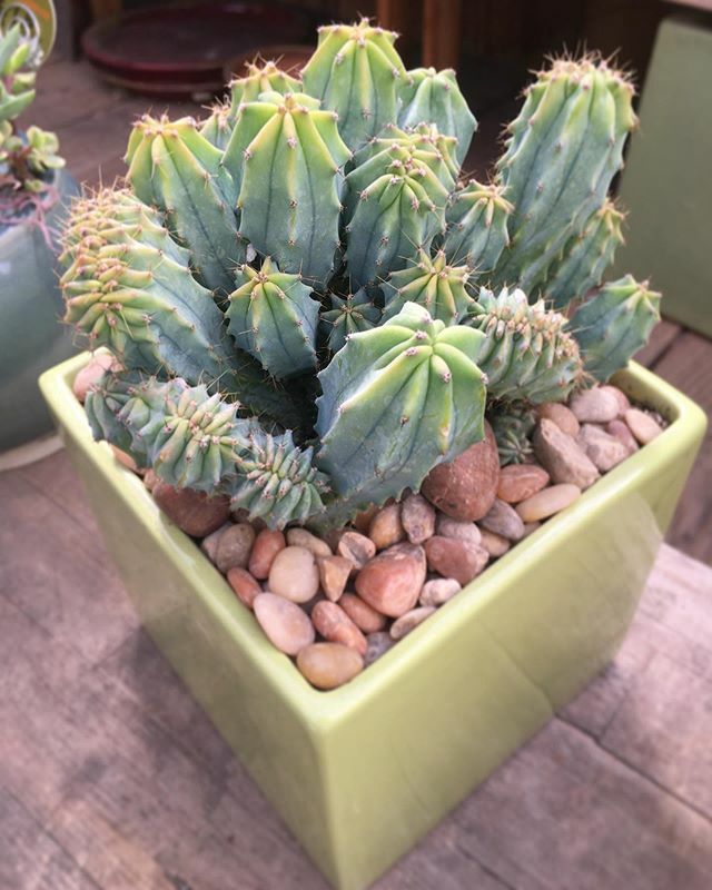 Simply perfect 🌵 We love this beautiful #euphorbia against these contrasting stones!
.
.
.
.
.
.
.
.
.

#succulents #succulentsofinstagram #succulent #succulentlove #succulentgarden #succulentsaturday #succulentshop #succulente #succulentaddict #succ… ift.tt/2xqRapj