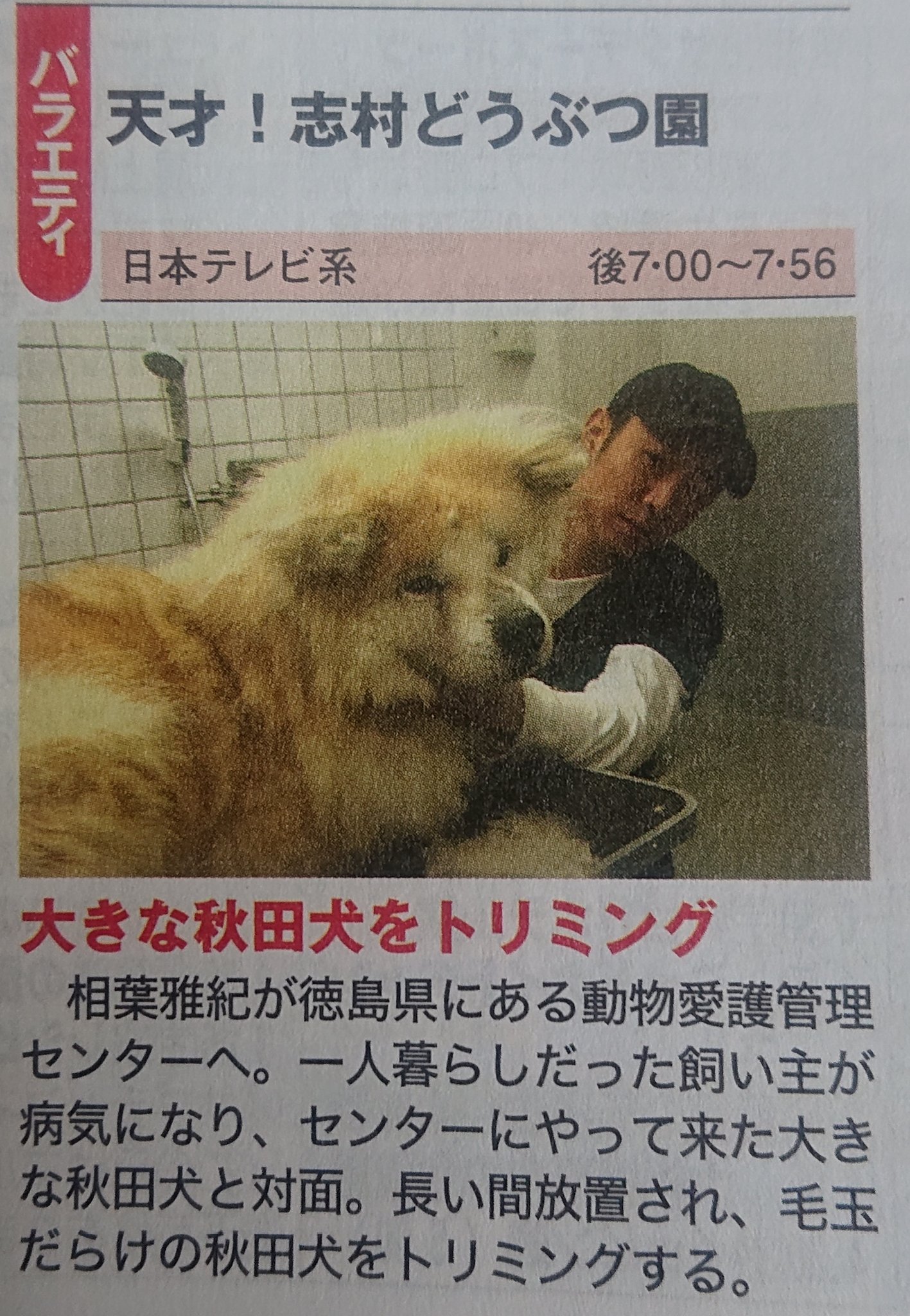 あっきぃ 3 21 土 徳島県で秋田犬をトリミングって 志村どうぶつ園 相葉雅紀 あっきぃ 3 21 土 徳島県で秋田犬をトリミングって 志村どうぶつ園 相葉雅紀