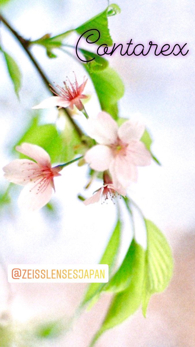 z_planar's tweet photo. #contarex が見た #桜 早くも散りかけ?
#codak #sonnar #zeiss
#オールドレンズ
#フィルムカメラ
#ファインダー越しの私の世界ᅠ https://t.co/2VH2lsWBtR