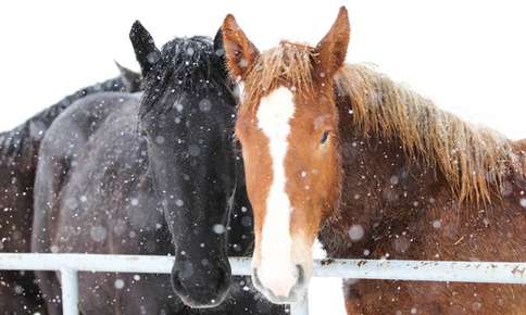 MiddletownVets's tweet photo. The temps are dropping this weekend, snow is predicted on Cobb Mountain Sunday and Monday.  If you have horses, here are some tips to care for them when temperatures drop: https://t.co/SNkioEXyLK https://t.co/jLIiA9mT5A