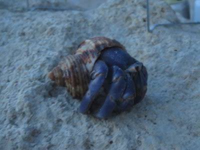 カニ人 ヤシガニ人魚ちゃんは新琉球王国に住む人魚ちゃんだ 原種のヤシガニと違い海水汽水淡水にも適応できるがもっぱら陸で暮らしておりニンゲンからの生贄を献上させ生きている ニンゲンを食べる怪物と昔から恐れられているが本当に食べるのか真偽は謎