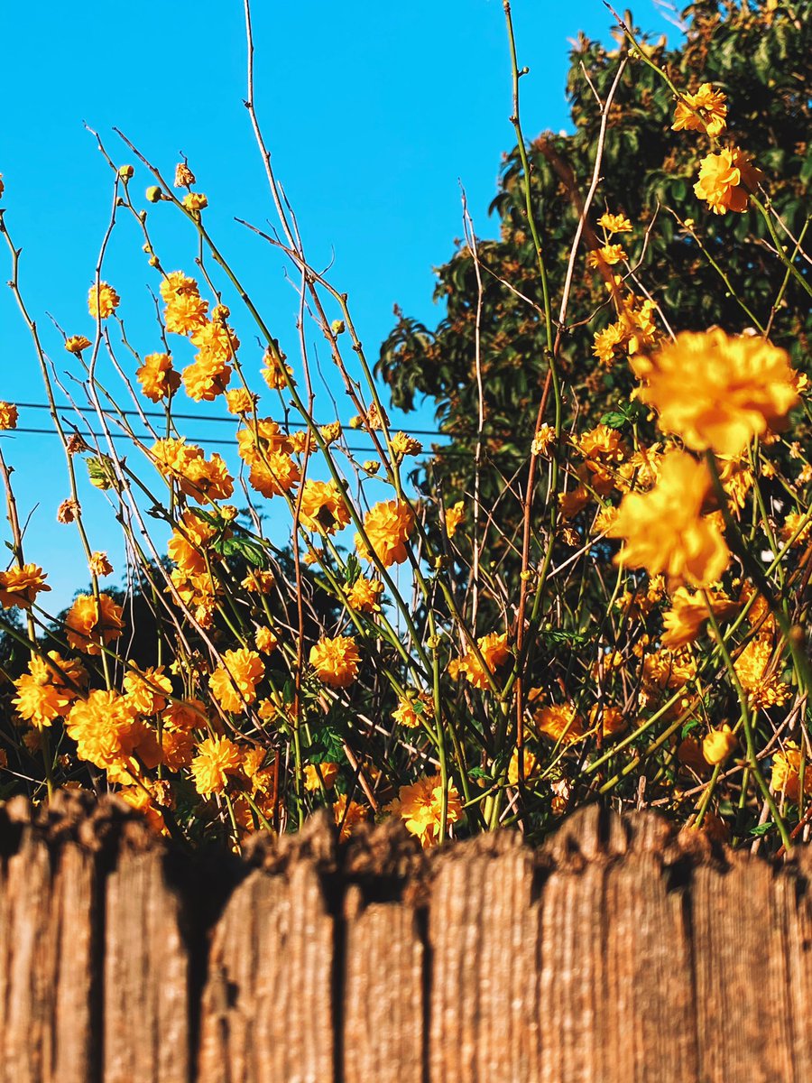 Peter Herbert Barnaba tweet media