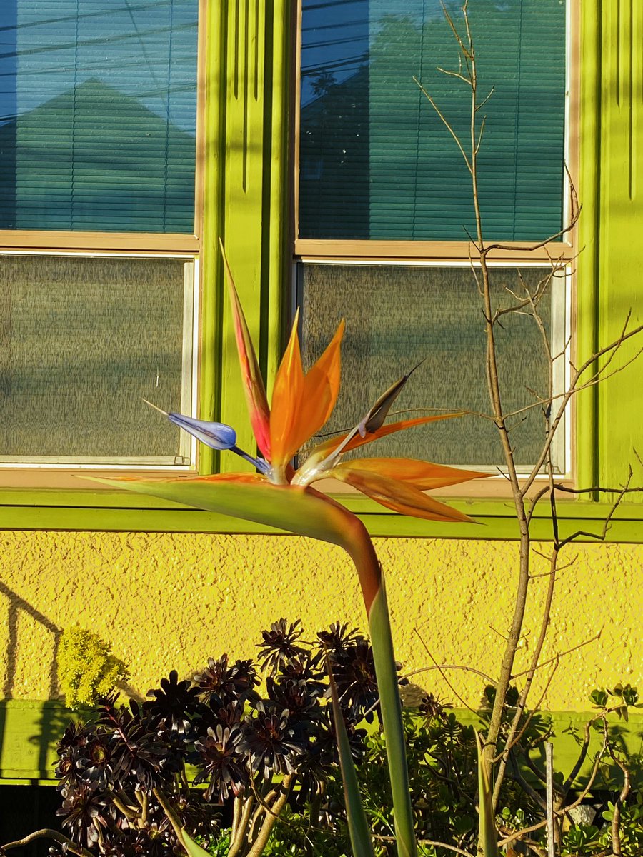 Peter Herbert Barnaba tweet media