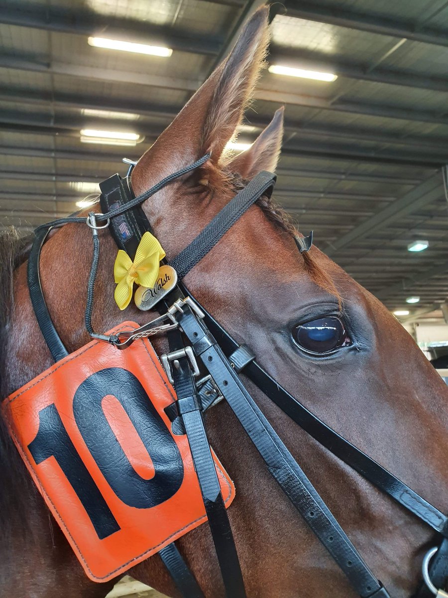 FarmMcswain's tweet photo. After @BirchipHarness being called off last weekend we are off to @KilmoreRC tonight with #YellowBow aka Emma. Race 1 # 2 @ 6 23. With a better draw this week we hope this helps us finish in the fat end of the prizemoney 🤞 All the very best to connections. #GoEmma https://t.co/Qxqzcsj3qk