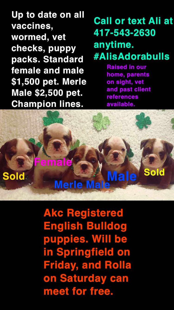 english bulldog puppies sale $1500