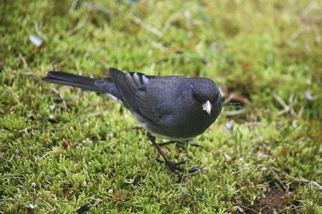 LFosterPhoto11's tweet photo. The Black Eyed Junco hanging around the bird feeder! #backyardbird
#birdwatching #birdphotography #virginia #blackeyedjunco #loveva #virginiaisbeautiful #birdsofinstagram #birdlovers #birding #visitor #outdoors #nature #wildlife #lisafosternature #lisaf… https://t.co/34ExXSX1n4 https://t.co/ZFpa9Z8hjp