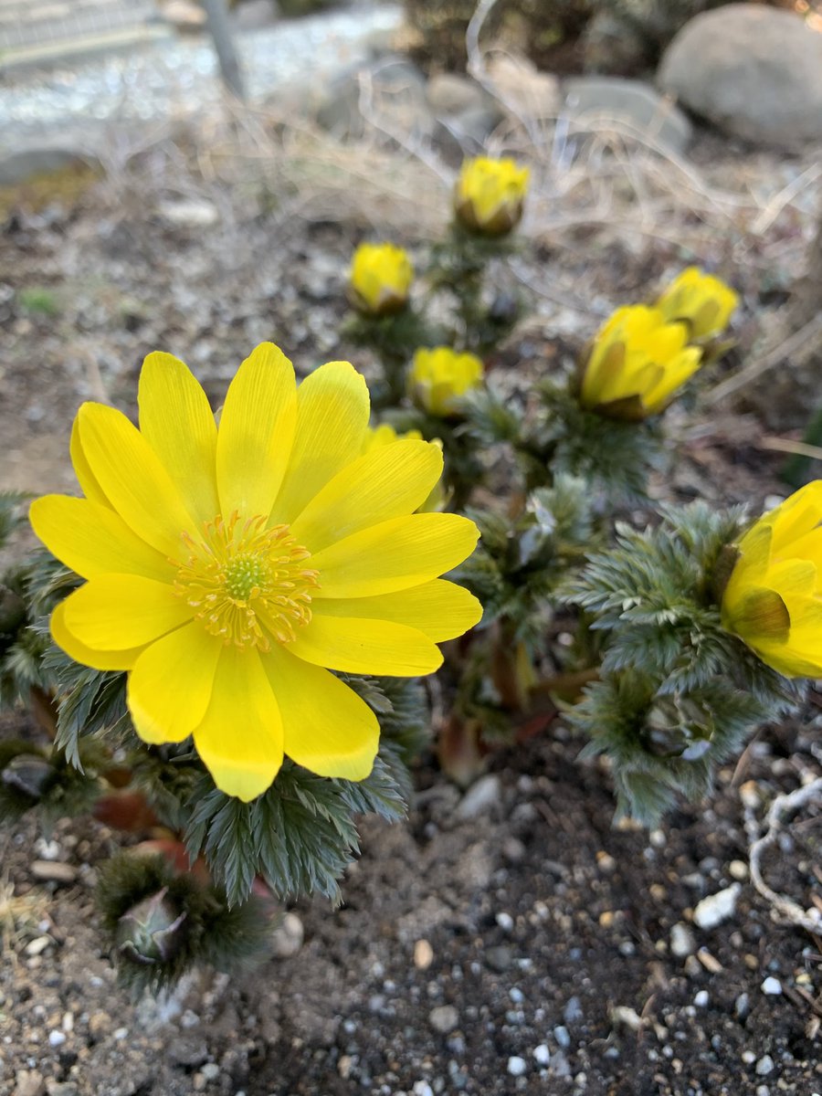 Micchicokuma 絵本と言葉の贈りもの 春を探しに 福寿草に Happyを見つけました