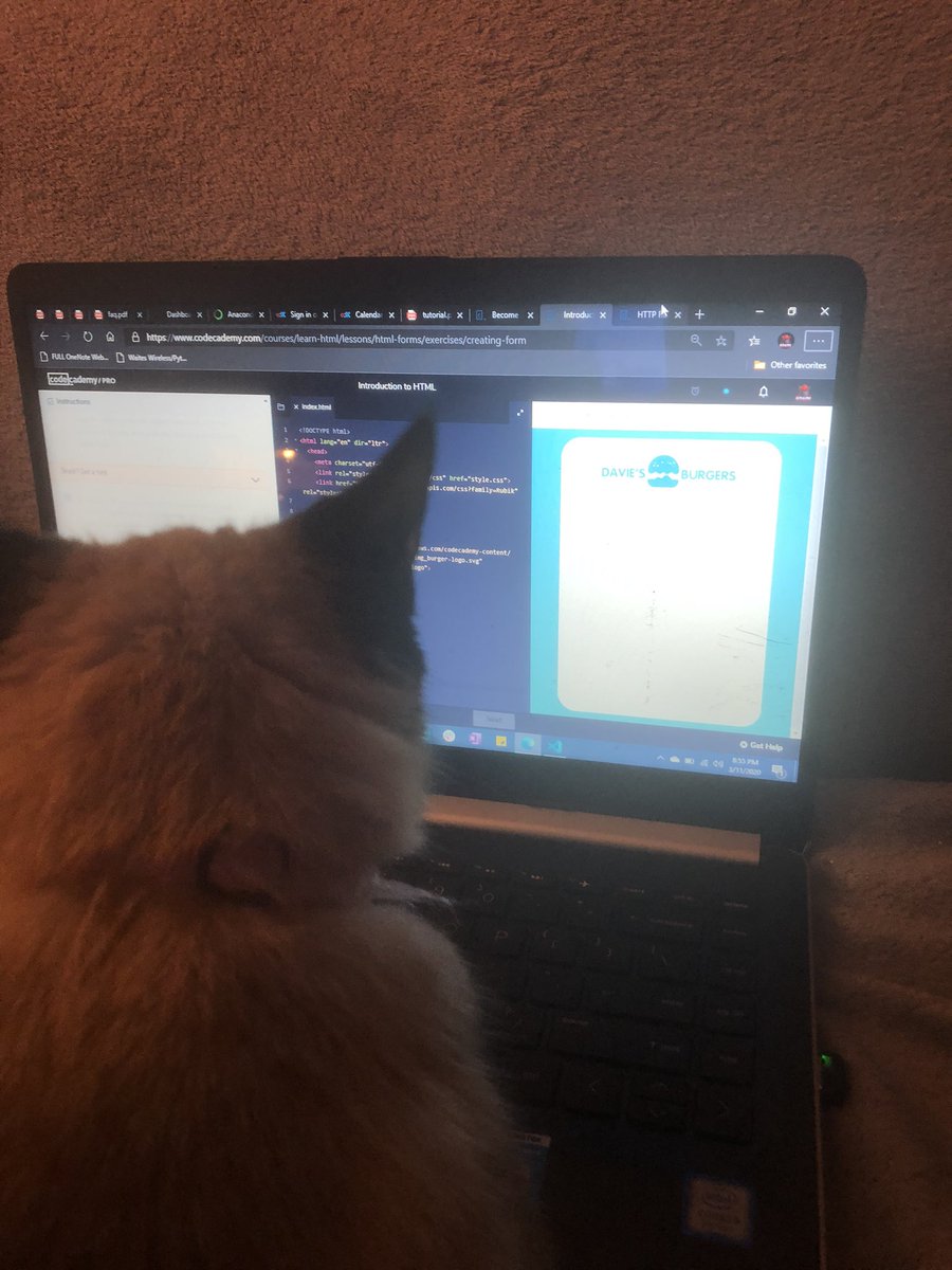 raulvasquez84's tweet image. Obi-wan Catnobi showing daddy how it’s done!

@Codecademy “My human isn’t very good at catching bugs, LIKE I AM! 😺“

#CodingCat #CodecademyPro
