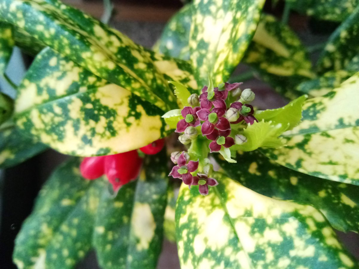 いしまる 雑談 地味な花 名前は分からないが実家にあった鉢植え 昨年咲いた花に赤い実が出来たそうです この花の実は来年の冬に赤くなるようです