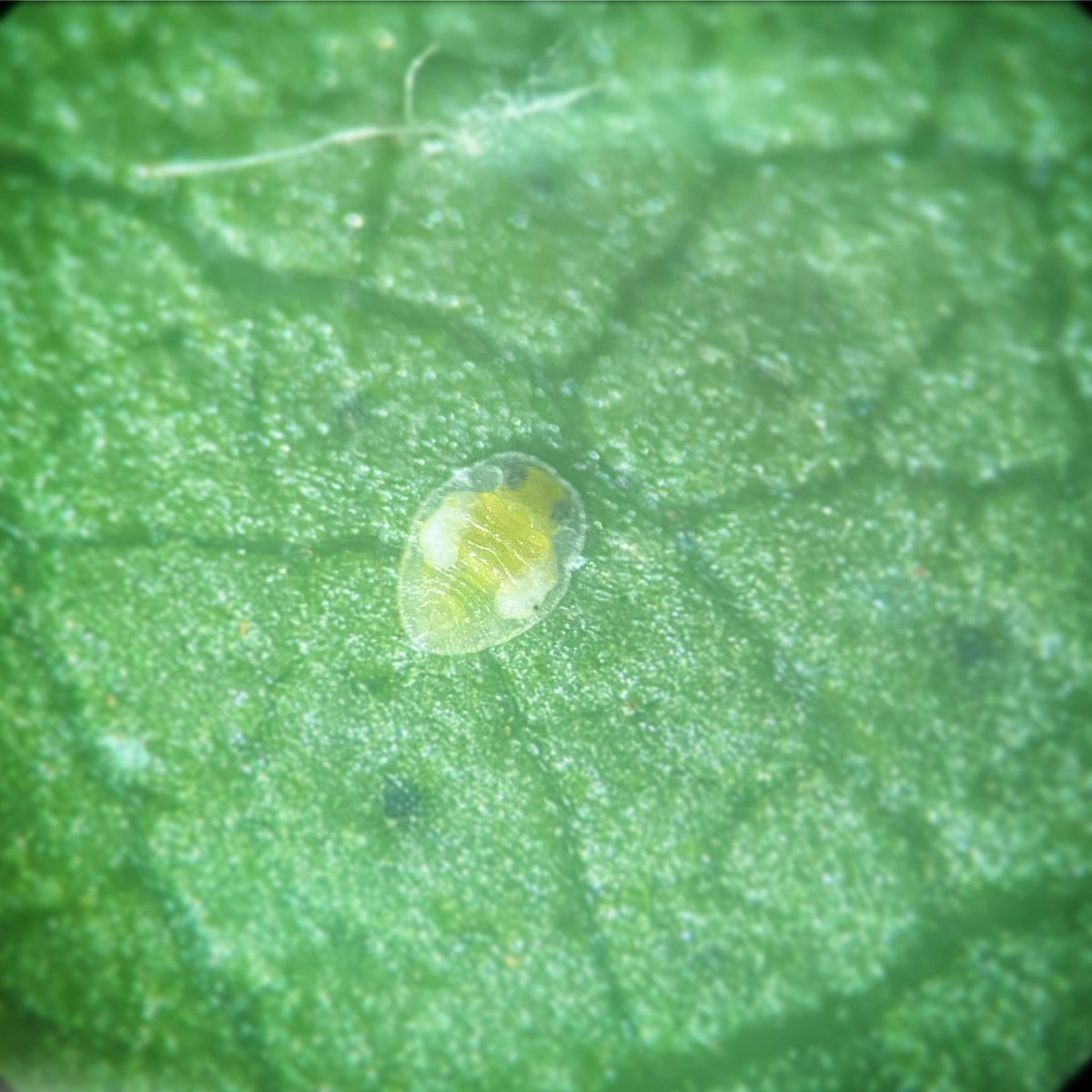 GabNapes's tweet photo. “Moisture stress increases whitefly severity and honeydew production, as they need to consume more poorer quality host to maintain their nutrition levels”-CottonInfo FactSheet @NSWDPI_AGRONOMY @CottonResearch @CottonInfoAust  image of an adult SLW on the left &amp; nymph on the right https://t.co/lVucJVj2ya