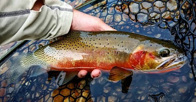 InvrnsOtfttrs's tweet photo. Going through my phone and found this westy from last summer. I had wanted to get into some westslope cutthroat for a couple years, and being able to pick these fish off one after another during an evening hatch was fly fishing perfection for me👌 Loo… https://t.co/0JnuTTQoCd) https://t.co/bmDqHd0IAo