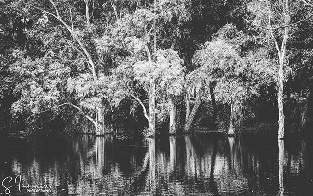 s_ioannides's tweet photo. Photography is inspired by beauty, captured with passion.

#athalassapark #athalassa #nicosia #cyprus #cyprusisland #cypruslocations #visitcyprus #landscapephotography #landscape #blackandwhite #lightroom #photographer #photography #nikon_d3200 #nikonphotography #nikontop #nikon https://t.co/qmxpaHxQQr
