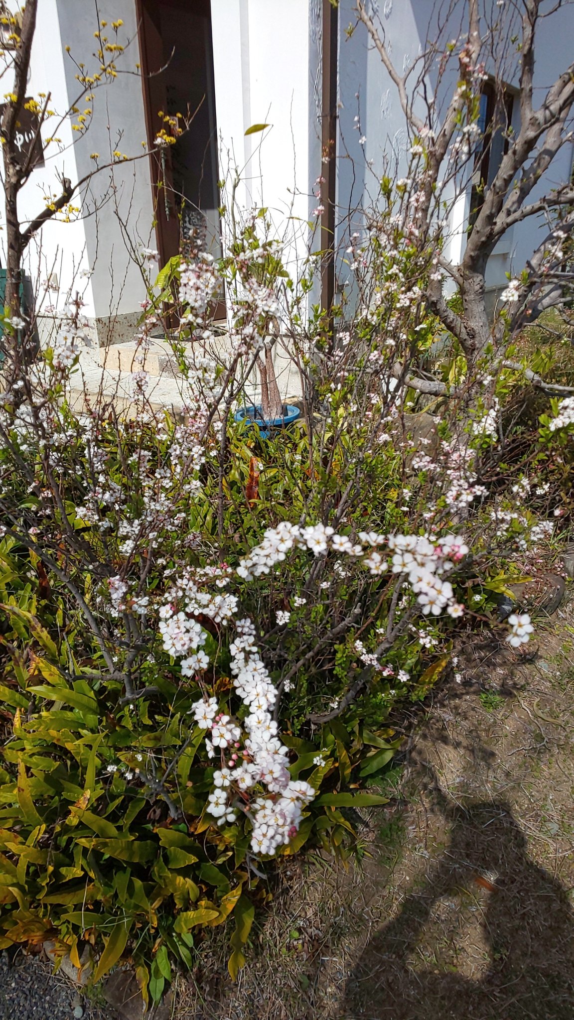 Cafe中川 Cafe Nakagawa Twitter