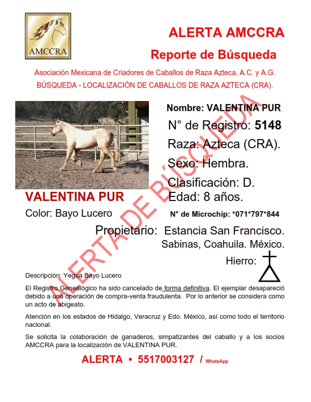 AmccraA's tweet photo. ALERTA AMCCRA
BOLETÍN DE BÚSQUEDA Y LOCALIZACIÓN DE YEGUAS DE LA RAZA AZTECA. VALENTINA PUR Y CANELA PUR.
EJEMPLARES DE LA GANADERÍA "ESTANCIA SAN FRANCISCO" SABINAS, COAHUILA; MÉXICO.
ATENCIÓN ÁREA TULANCINGO, HIDALGO; PUEBLA, VERACRUZ, EDO. DE MÉXICO Y TODA LA REPÚBLICA MEX. https://t.co/KLYqHytn3a