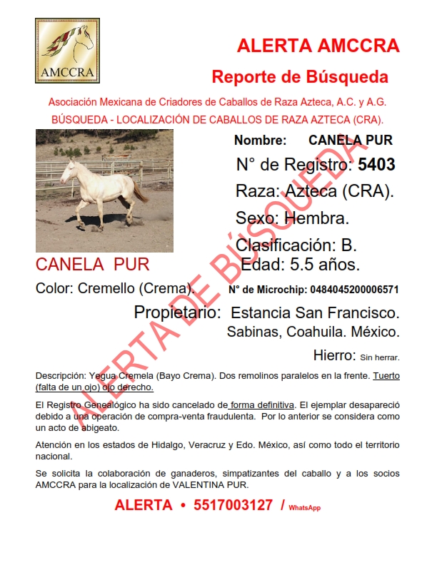 AmccraA's tweet photo. ALERTA AMCCRA
BOLETÍN DE BÚSQUEDA Y LOCALIZACIÓN DE YEGUAS DE LA RAZA AZTECA. VALENTINA PUR Y CANELA PUR.
EJEMPLARES DE LA GANADERÍA "ESTANCIA SAN FRANCISCO" SABINAS, COAHUILA; MÉXICO.
ATENCIÓN ÁREA TULANCINGO, HIDALGO; PUEBLA, VERACRUZ, EDO. DE MÉXICO Y TODA LA REPÚBLICA MEX. https://t.co/KLYqHytn3a