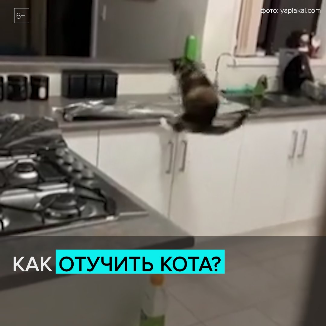 Как отучить кота лазить на стол. Лайфхак как отучить кота лазить на стол. кот и фольга на столе. кот москва 24. как отучить котенка прыгать на стол.