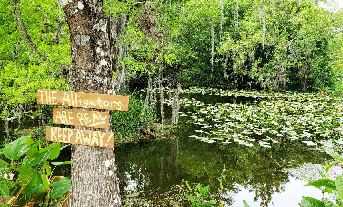 EricTaubert's tweet image. I love the Clyde Butcher Photography Big Cypress Gallery so much... Evocative and iconic photos presented in a stunning setting, deep in the middle of a glorious South Florida swamp teeming with alligators, turtles, and migratory birds...