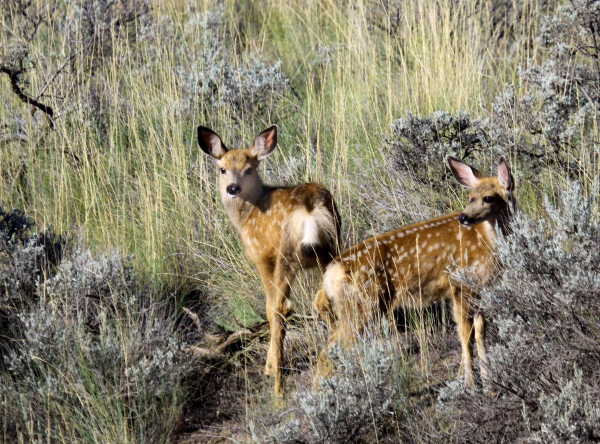 ADouglasPhotos's tweet photo. In late spring fawns have grown enough to be curious and too friendly for their own good. These ones walked up to within a few feet of me before I was able to convince them to go back to mom (stomping, clapping). They looked at me like I was an idiot. Probably thought I was ill. https://t.co/s5Arsp9Vs6