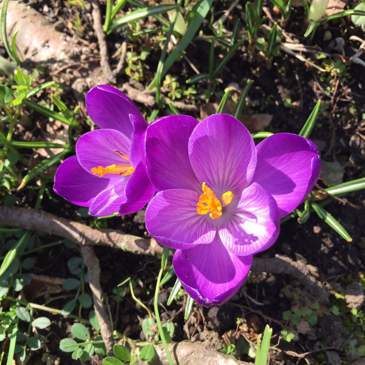 Masashi على تويتر クロッカス Crocus Krokus クロッカス 花 紫の花 春の花 花が好き 春 3月 晴れ 日差し Crocus Krokus Flower Blume Fleur Flora Purpleflower Springflower Spring March Purpurneblume Fruhlingsblume Fruhling Marz