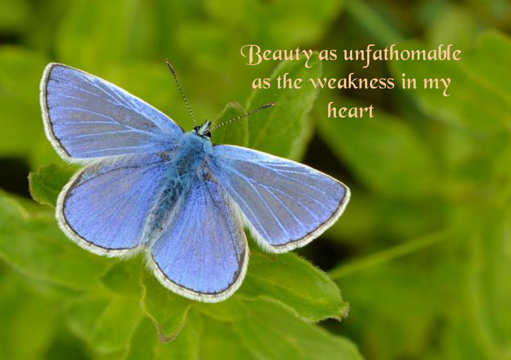 GeneVatow's tweet image. Beauty as unfathomable
as the weakness in my heart.

#vss365 #unfathomable