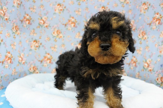 ペットのデパート東葛 新松戸店 新しいワンちゃんがやってきました トイプードルのブラックタンカラーです お客様からは 何のｍｉｘ と聞かれます笑 めちゃめちゃカワイイので是非会いに来てくださいね 犬 トイプードル トイプードルブラック