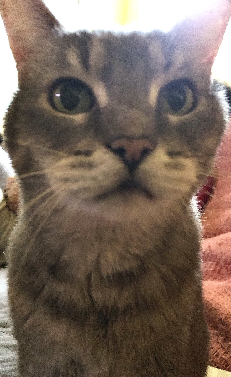 Rest in Peace Millie, the mean cat with the sweetest looking face who gave zero fucks about anything, and today she joined King Bo on the rainbow bridge. 5/2002-3/11/2020